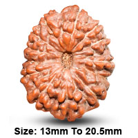 14 (चतुर्दश) Mukhi Rudraksha